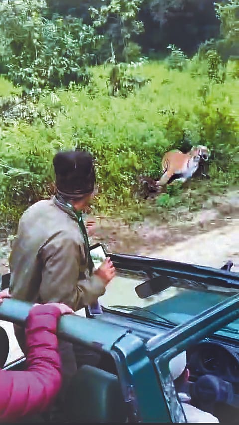 Video. tigress. pouncing. tourist's. gypsy. goes. viral.