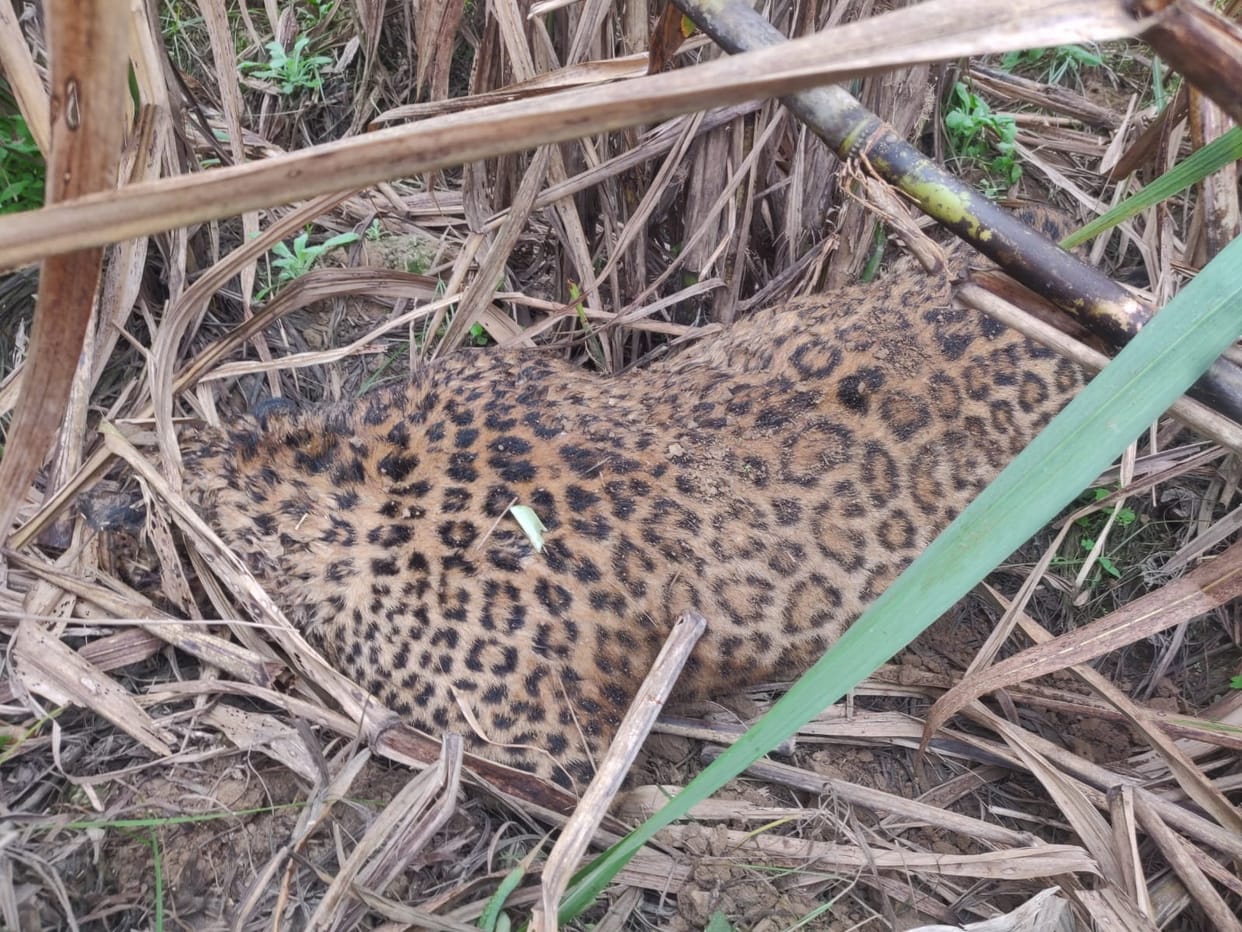 Dead body of male guldar found in sugarcane field