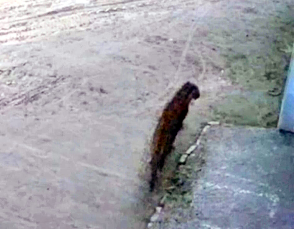 Leopard seen near Panchi Farm Gurudwara, panic among people