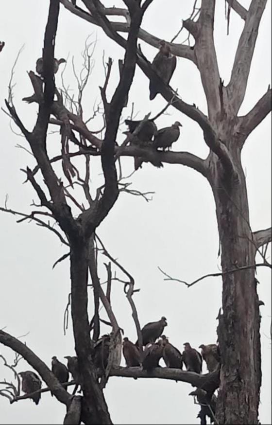 A flock of vultures seen in Amangarh
