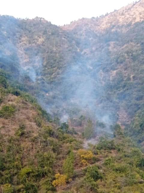 Fire broke out in the forest of Bagoli area