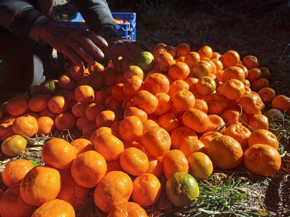 Citrus fruits getting ruined due to lack of road in Dharson village