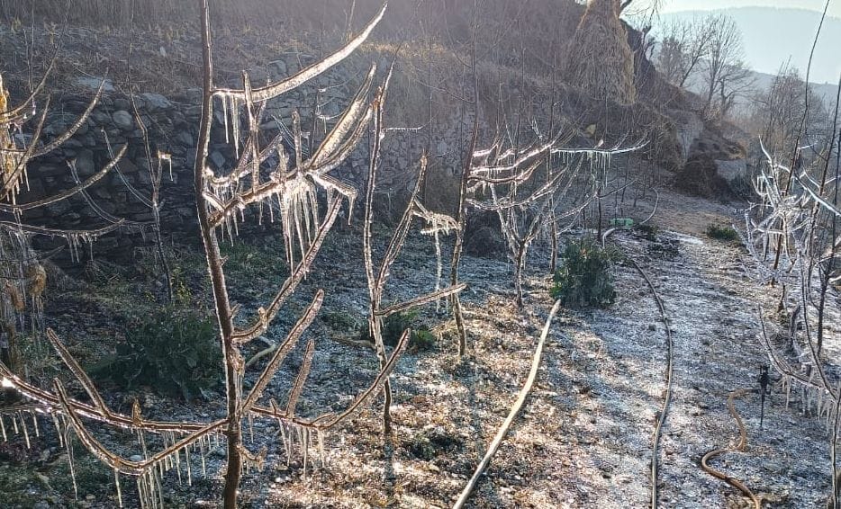 Dew on apple trees turned into solid ice