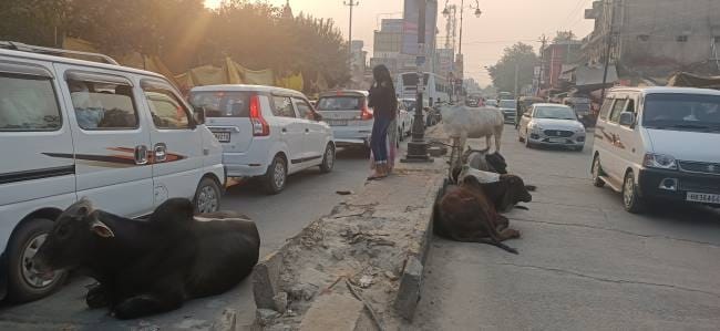 NAP caught 256 destitute animals in six months
