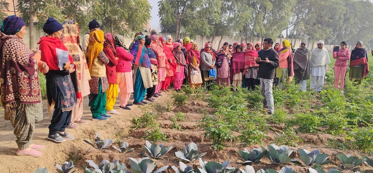 Women farmers learned to make bacterial fertilizer from cow urine and cow dung.