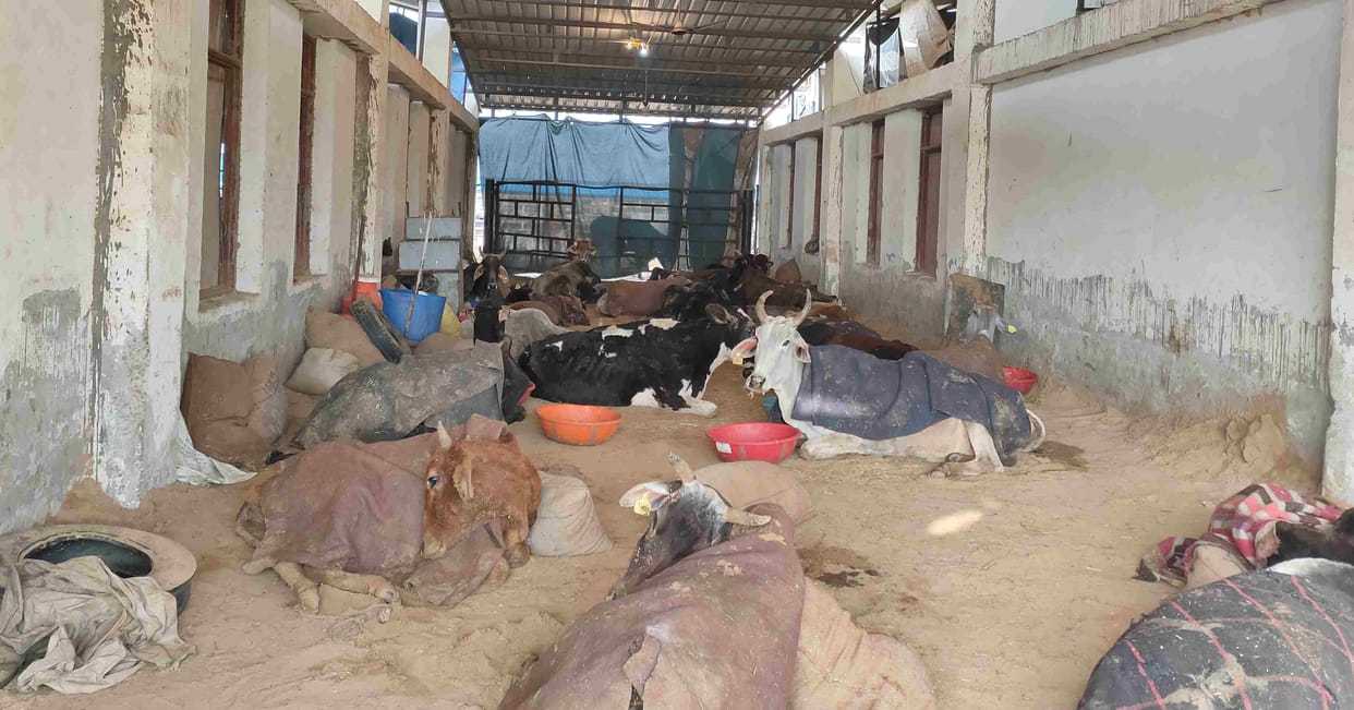 To protect the animals from cold in the cow sanctuary, they are feeding jaggery and laying sandy soil in the enclosure.