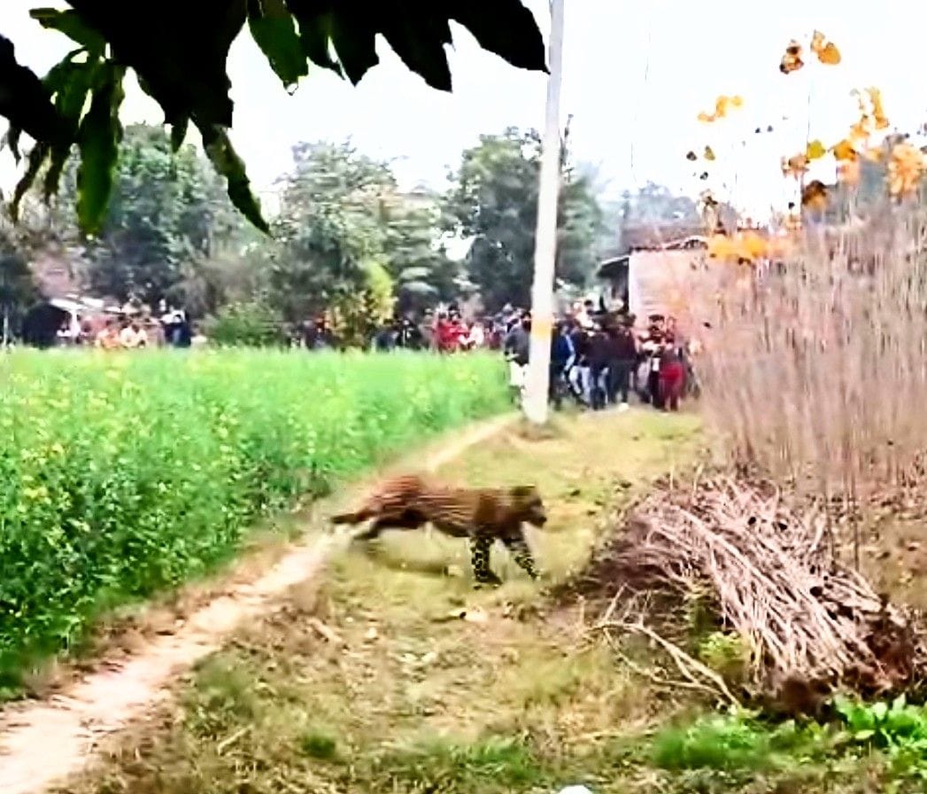 Seeing the drone, the leopard hid in the field