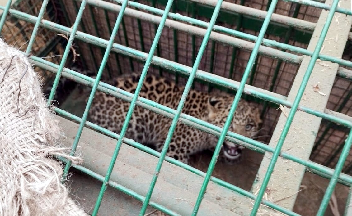 Guldar's cub captured in cage