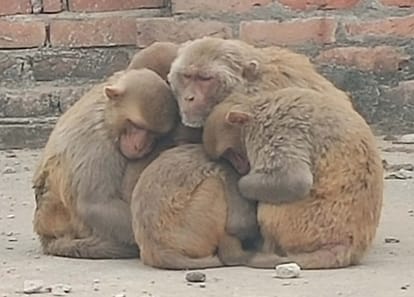 Icy wind increased melting, mild sunlight ineffective