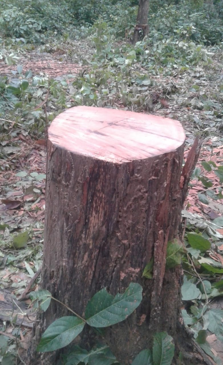 The forest is deserted due to deforestation, the culprit is unknown.