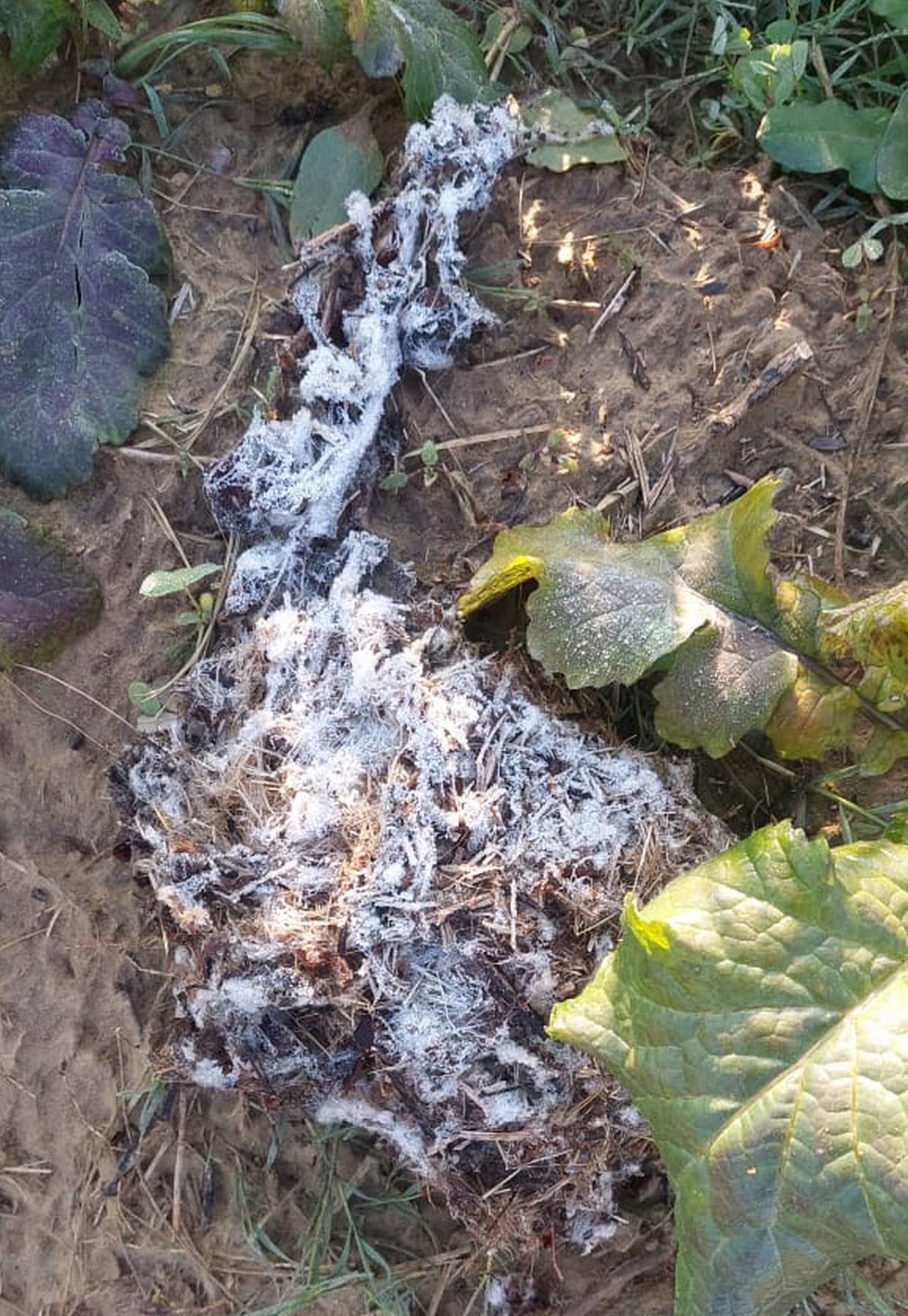 frost in the fields in the morning