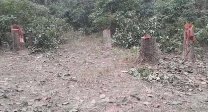 Illegal felling in the forest...saws on more than 12 precious trees