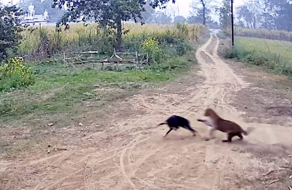 Leopard attacks dog, video goes viral