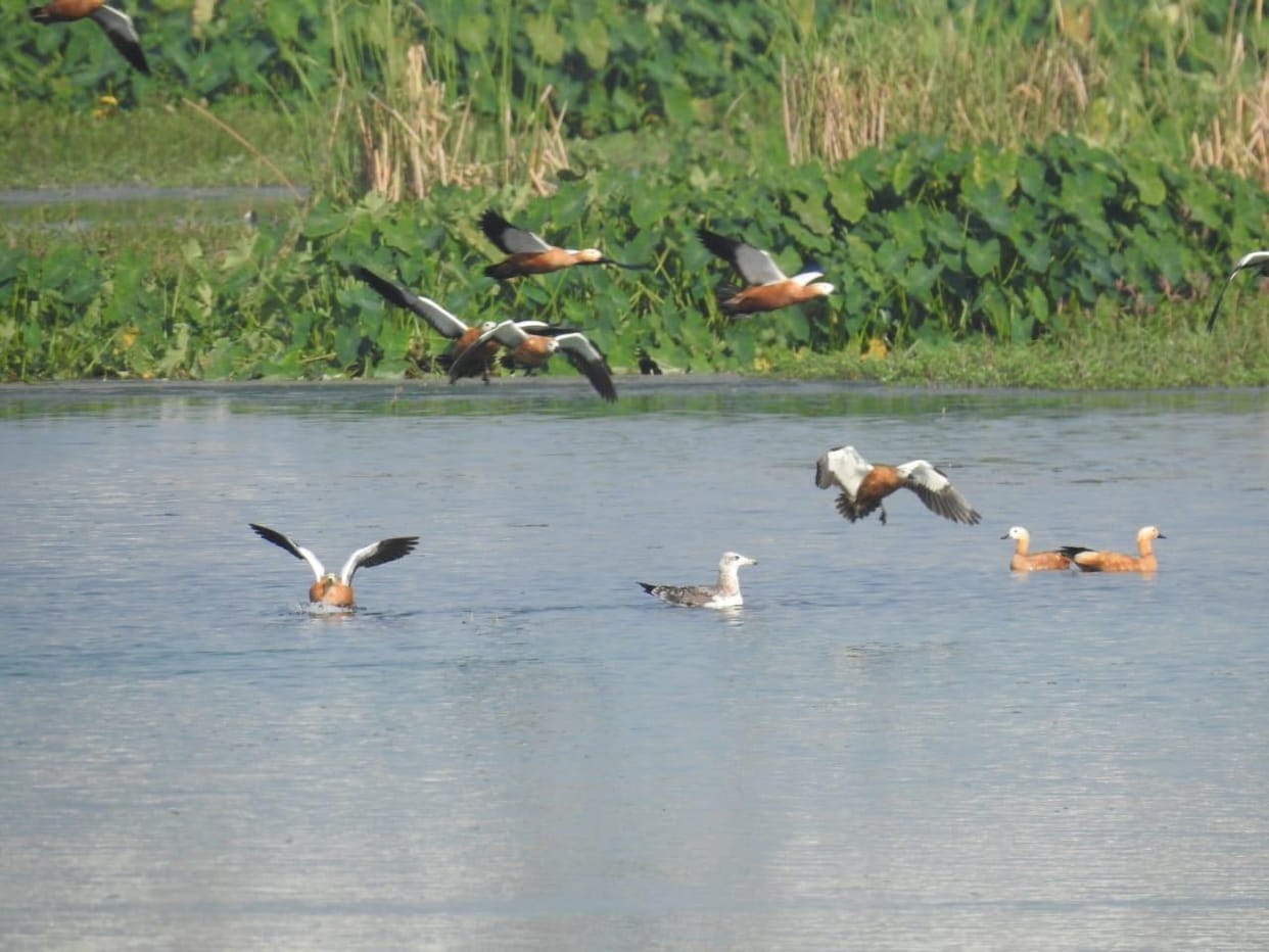 birds reached in aasan beraj