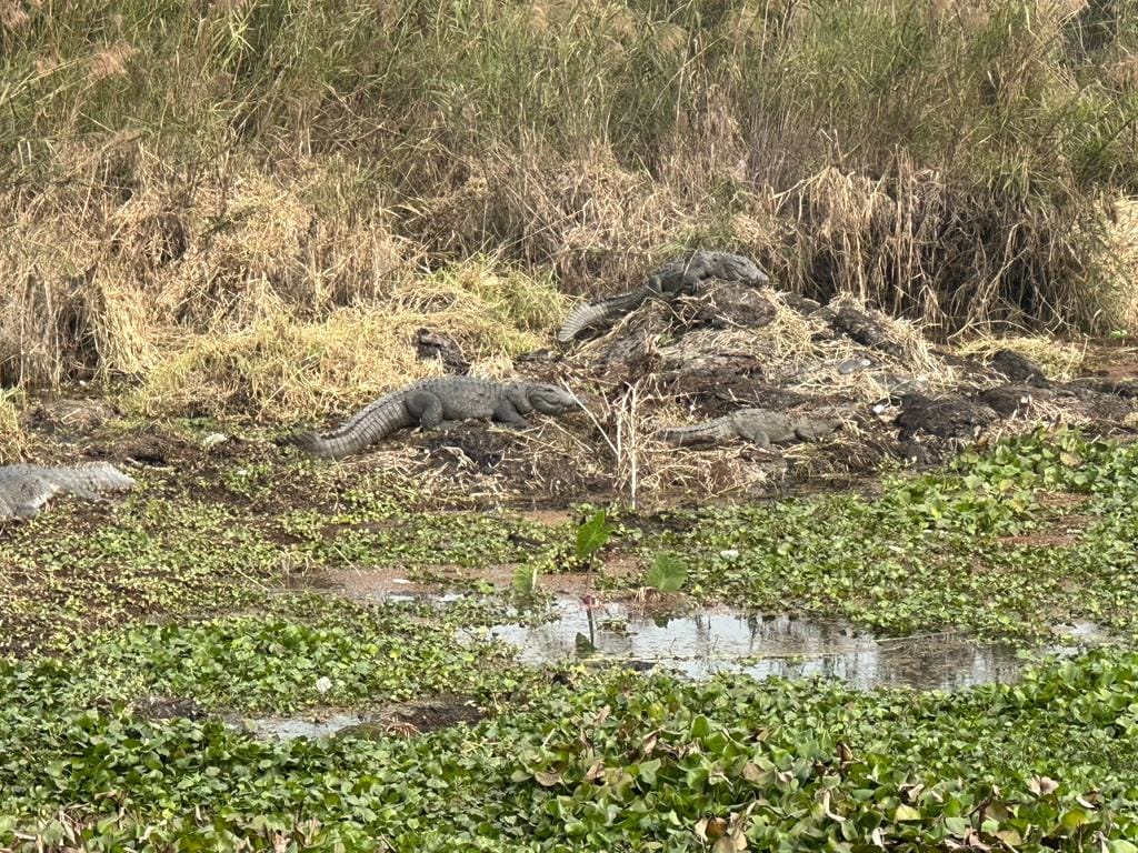Tourists were thrilled to see a family of crocodiles sunbathing