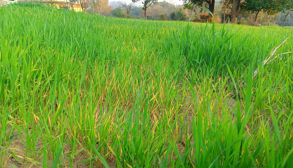Farmers' Lohri passed dry without rain