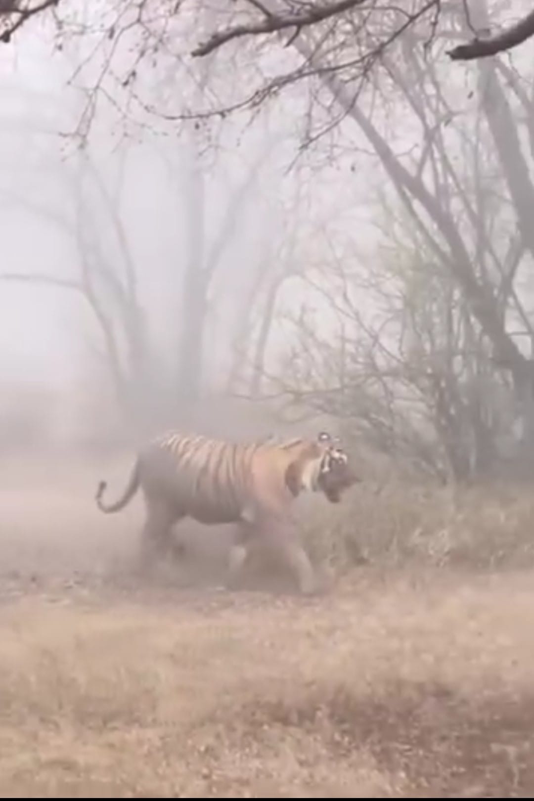 Farmers are afraid of going to the fields due to fear of tiger