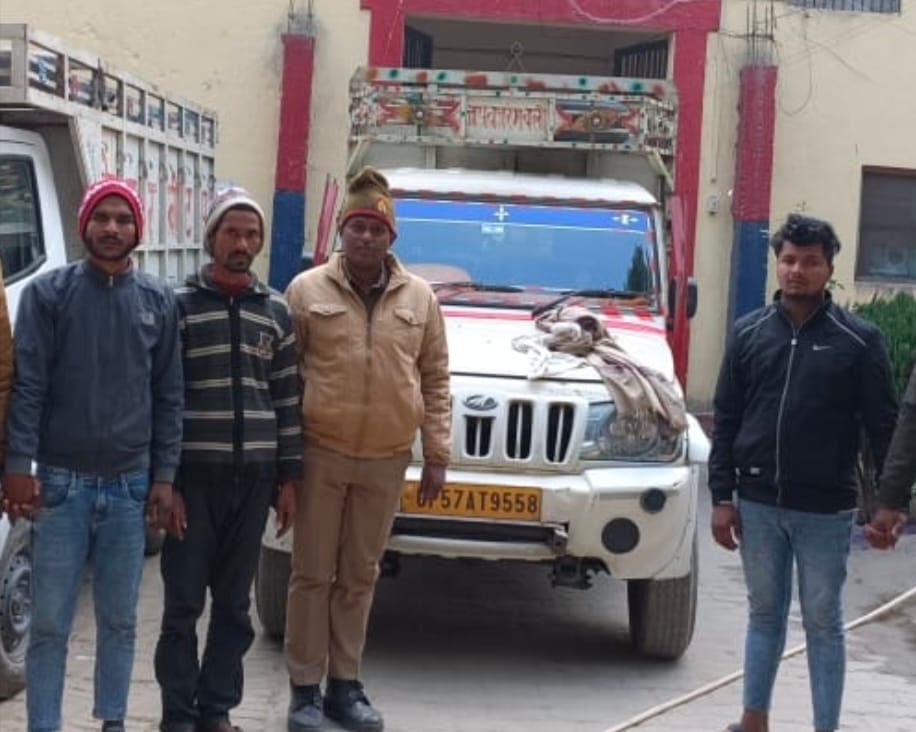 Five cattle recovered from two pickups, three smugglers arrested