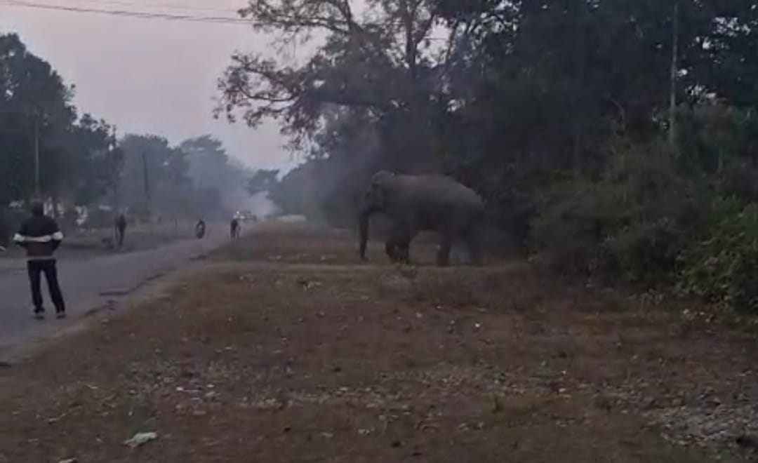 Elephant reached Hydel Colony