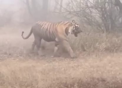 Tiger came out in the field... Farmer saved his life by climbing a tree