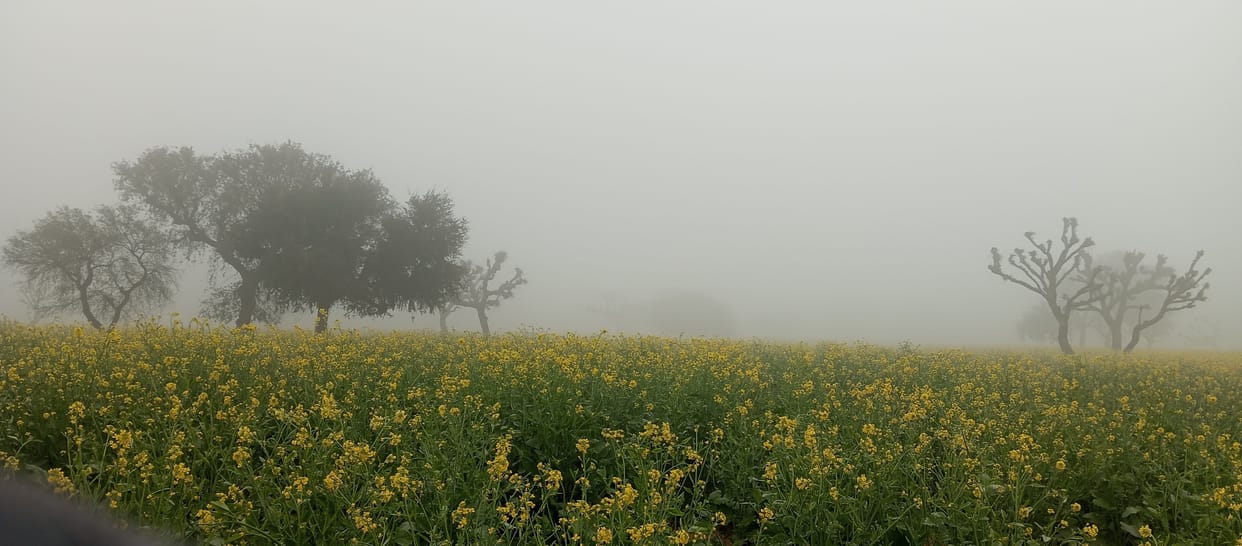 Mahendragarh's night is the coldest in the state with a temperature of 0.4 degrees Celsius.