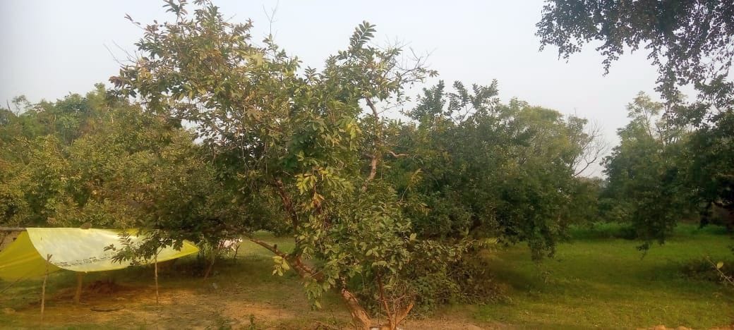 Guava affected by weather, production decreased and prices increased