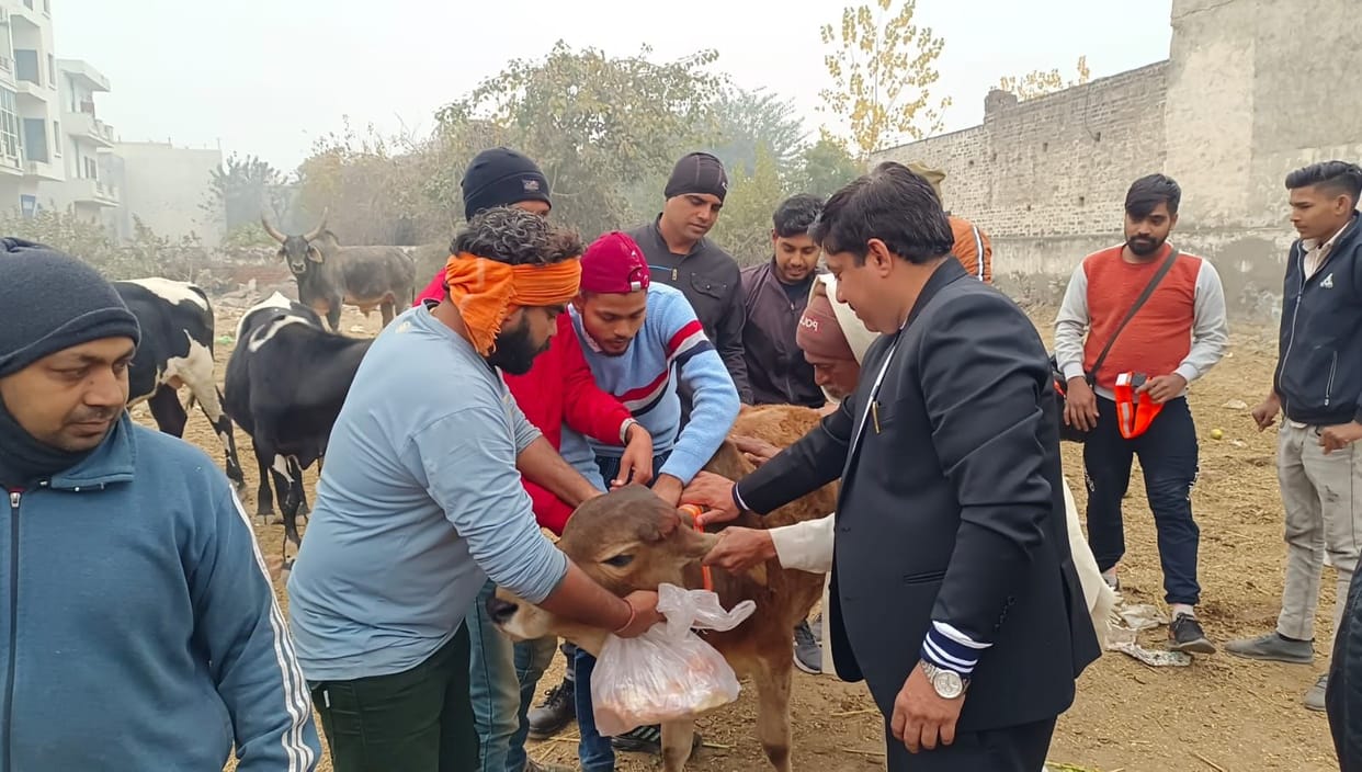 Reflector belts tied around the necks of 200 cows to prevent road accidents