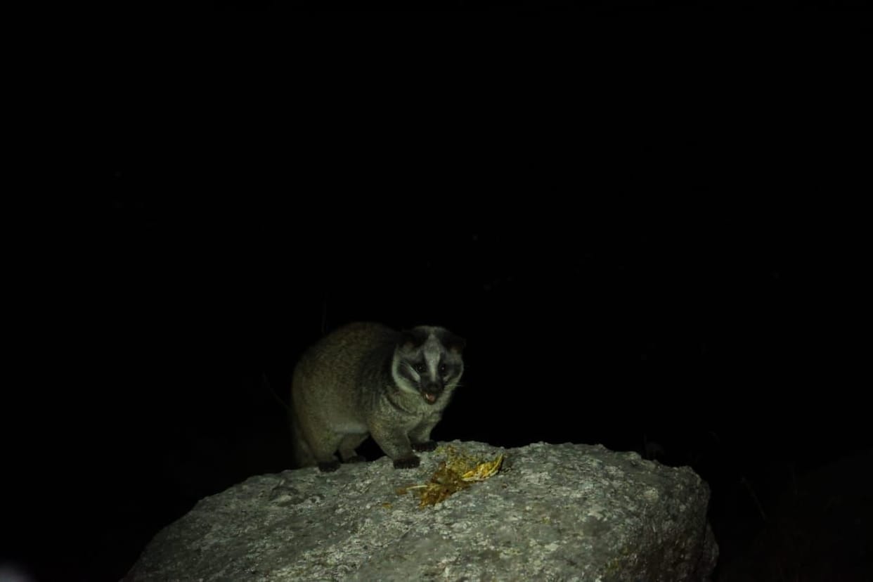 Himalayan Palm Civet seen in Munsiyari