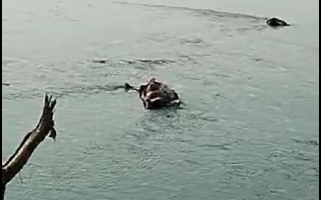 Sujanpur Dead animals are being thrown in Beas river, water is getting contaminated