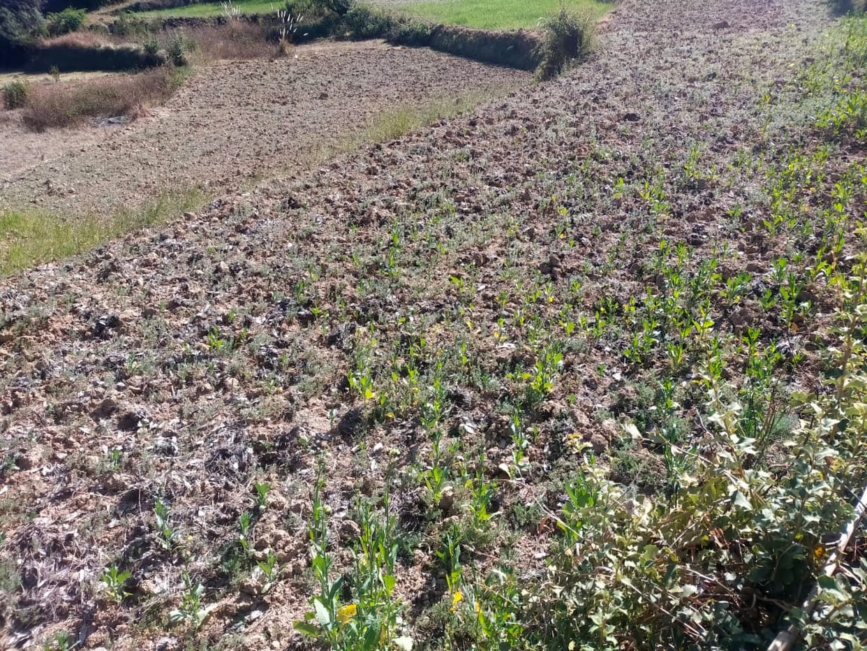 Crops started drying up due to lack of rain