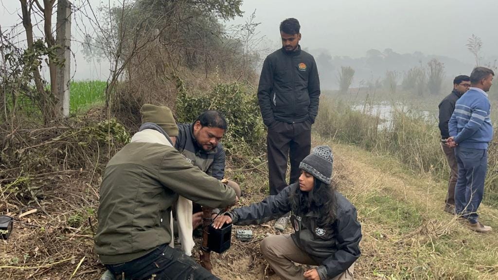 Tigress spoils forest department's party, dog also killed