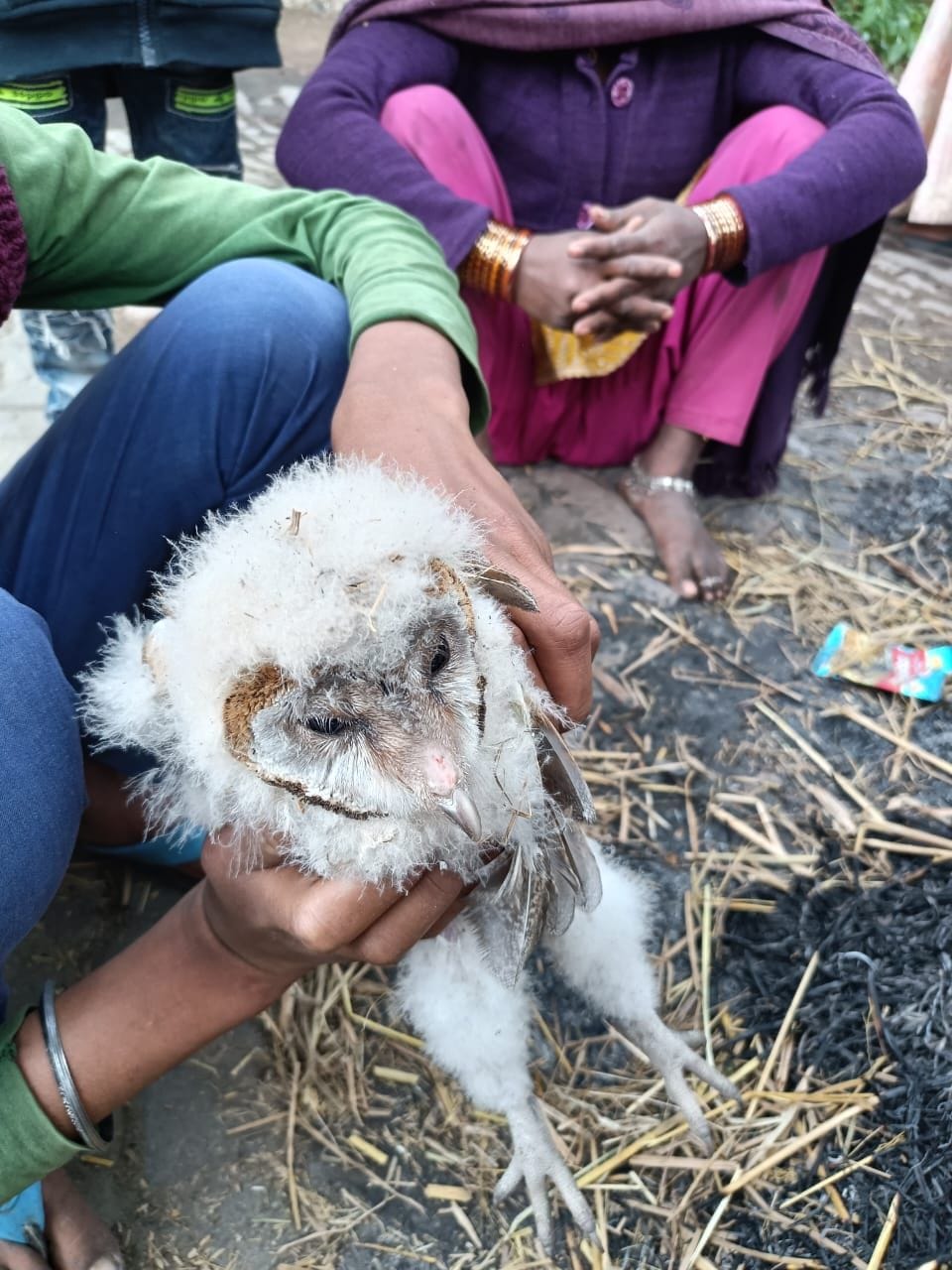 Baby owl of rare species found