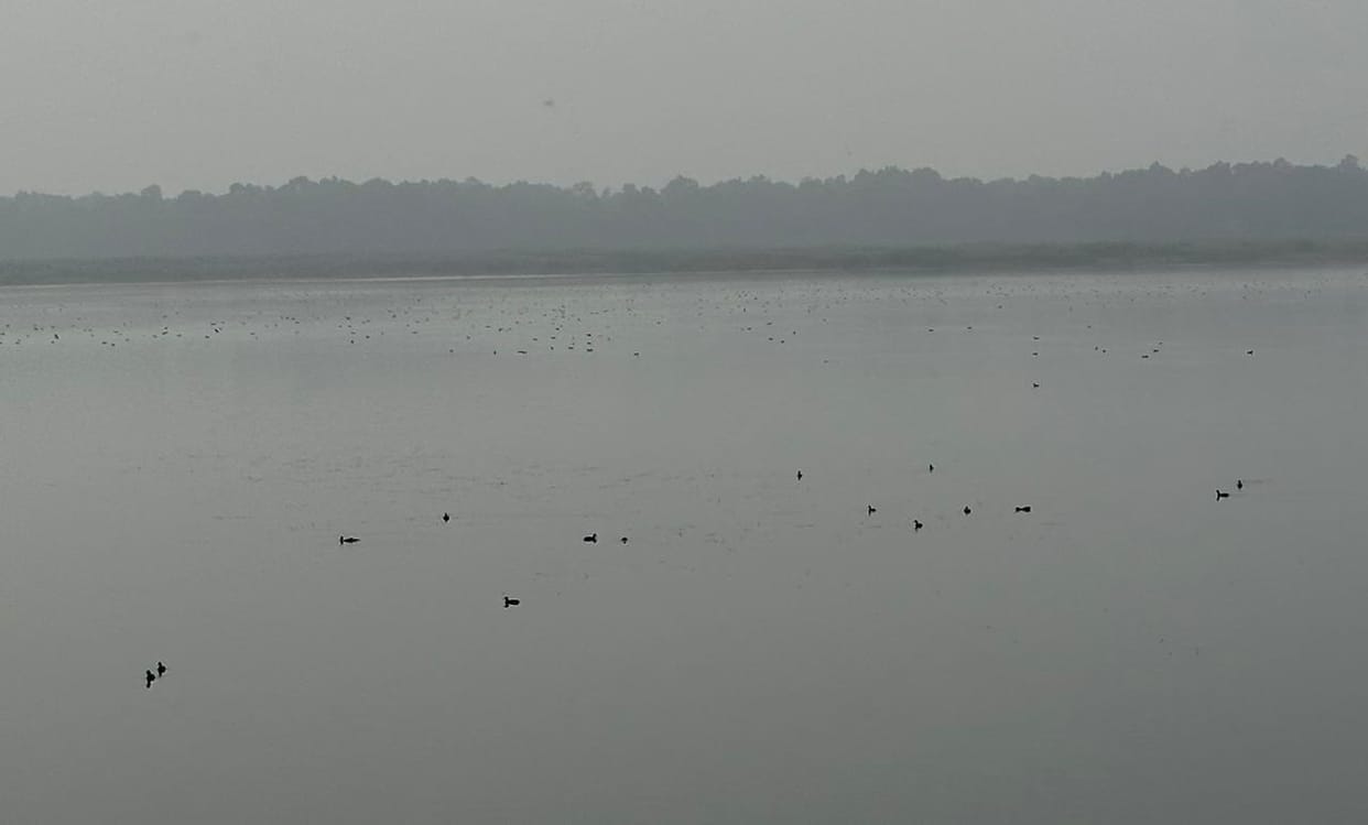Sharda Dam buzzes with visiting birds as cold increases
