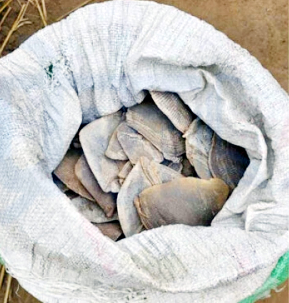 wo arrested with pangolin skin and bone