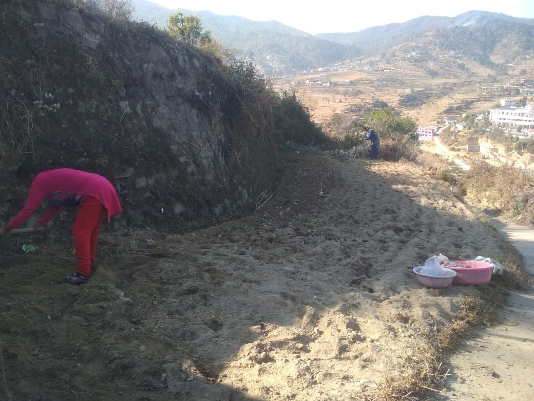 Demand for 700 quintals of potato seeds in the district