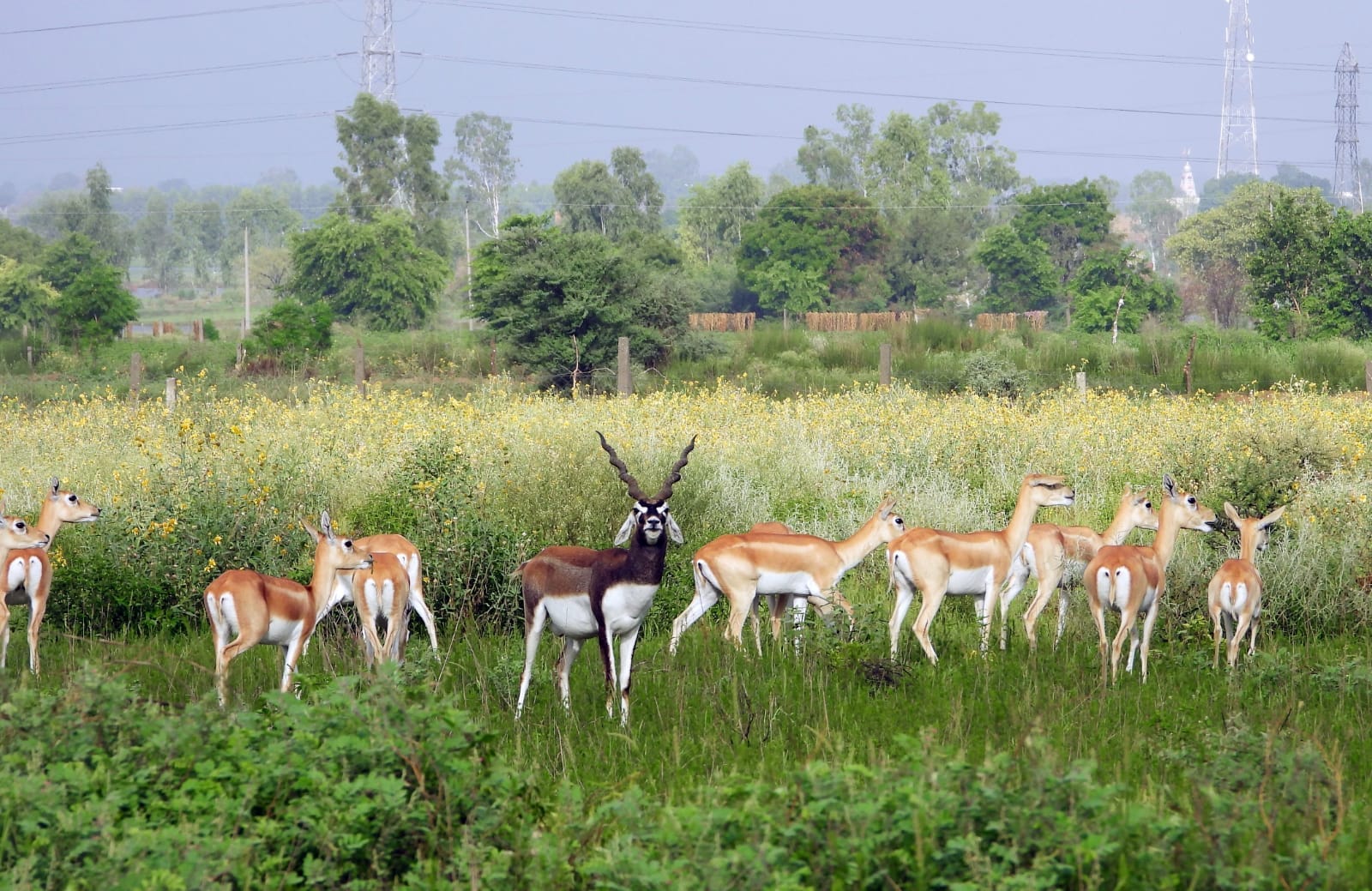 Wild animals will get natural feel in Baropal, grass will be grown, thorny trees will be removed.