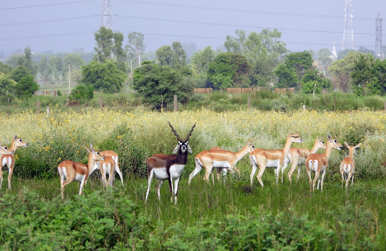 Wild animals will get natural feel in Baropal, grass will be grown, thorny trees will be removed.
