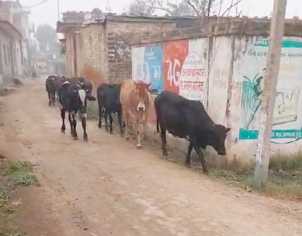 There is no relief from helpless cattle, campaigns limited to Khanapurthi