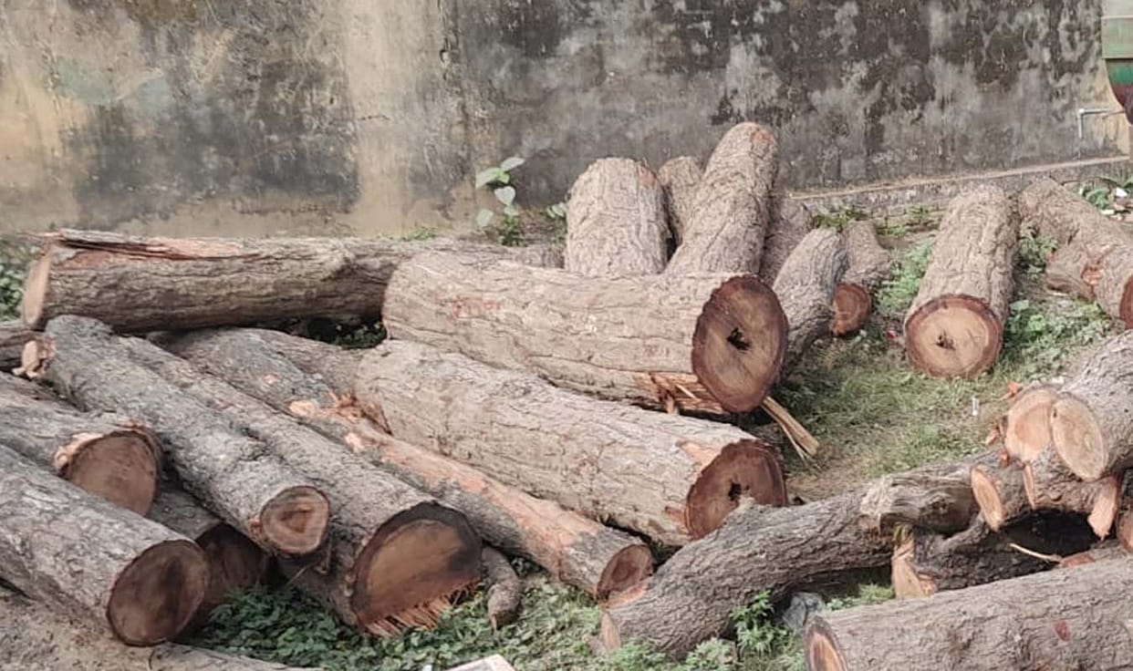 Cutting of 13 trees, report of 11 trees...answer sought