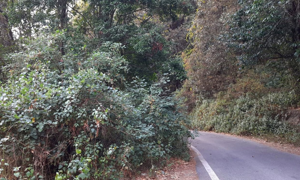 Danger of vehicle accidents due to bushes growing on the roadside