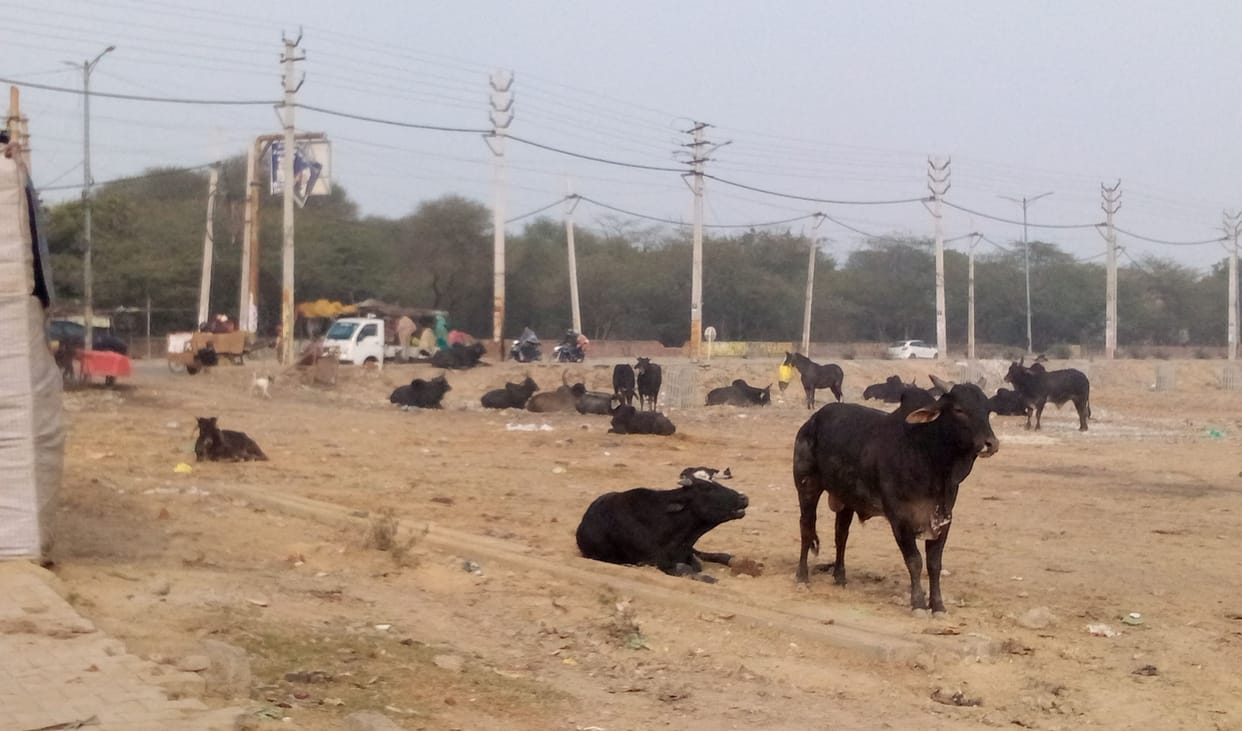 Cows on the road, tender to catch them expired after a month