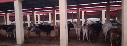 In Sathra Dharampur cowshed, animals are eating dry straw more than the capacity.