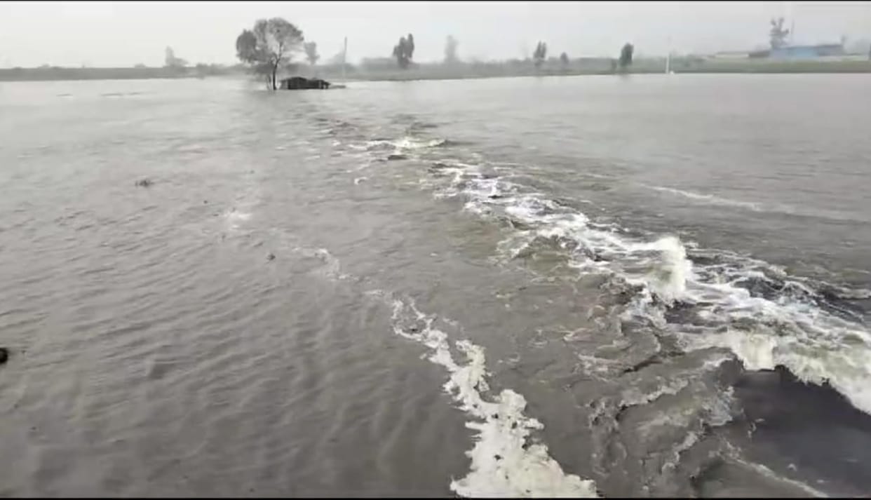 Mamour lake broke again due to overflowing, 700 bigha crop submerged