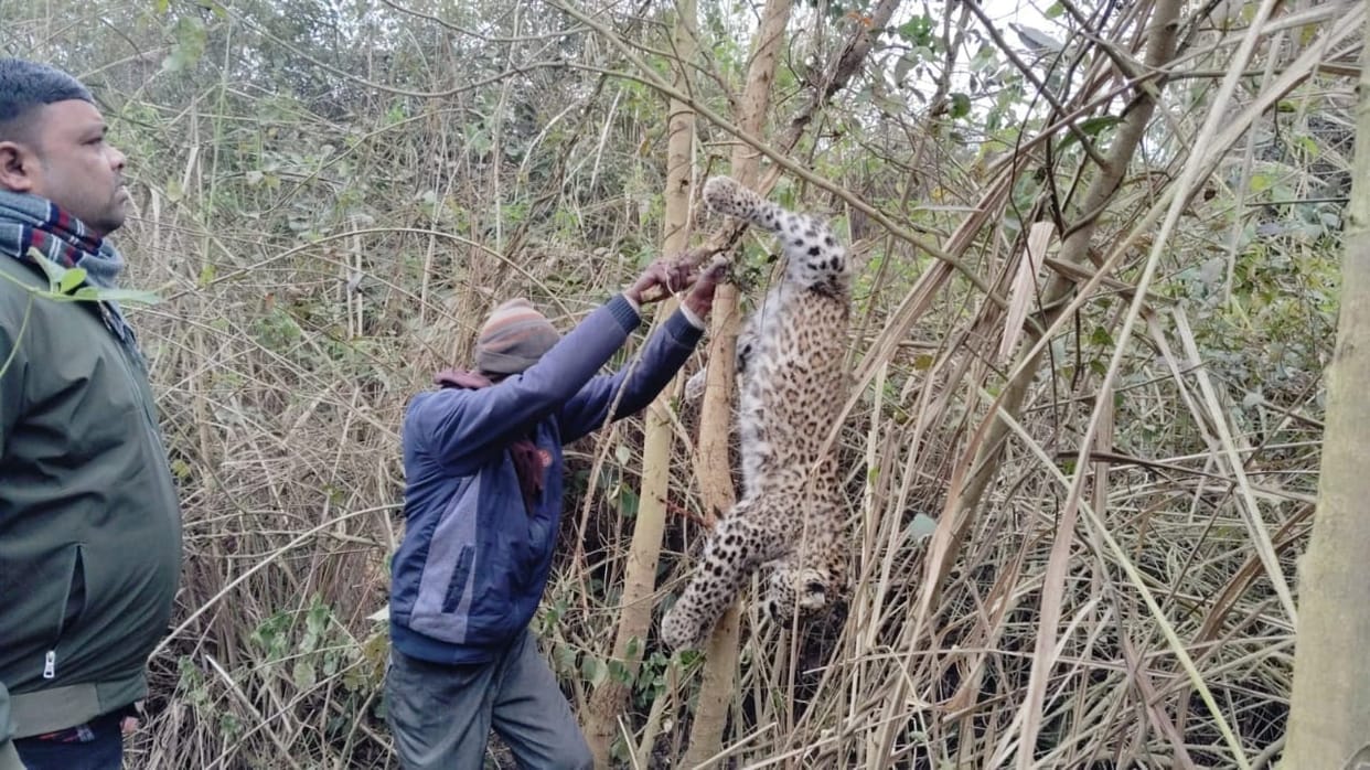 Dead body of Guldar's cub found stuck in the bushes of the cemetery