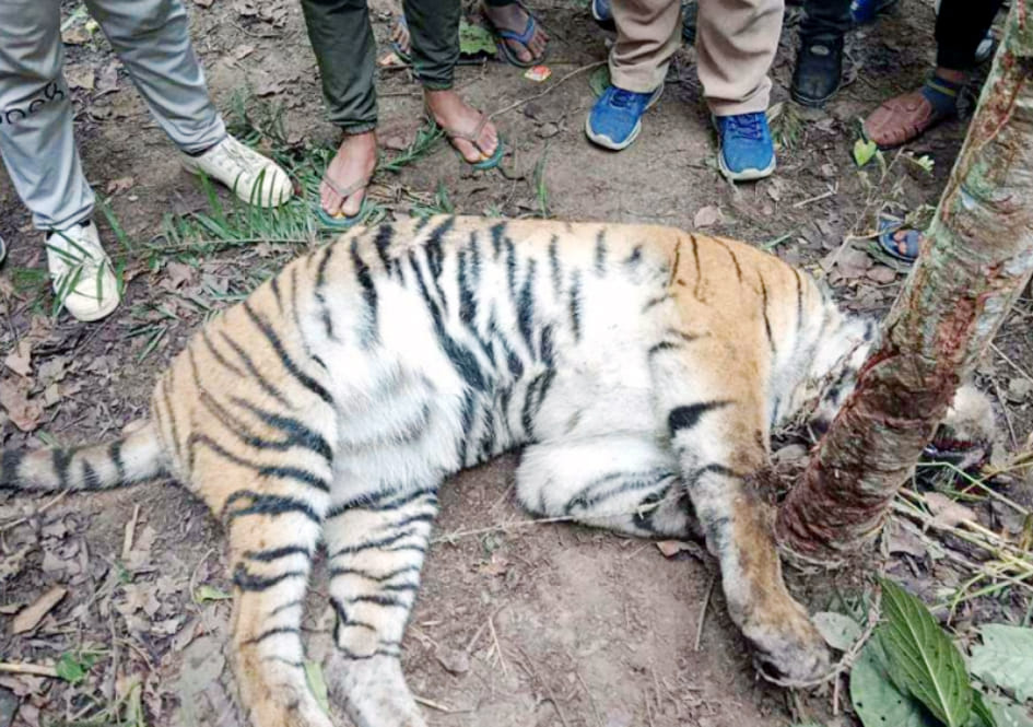 Tiger dies after getting entangled in barbed wire of poachers