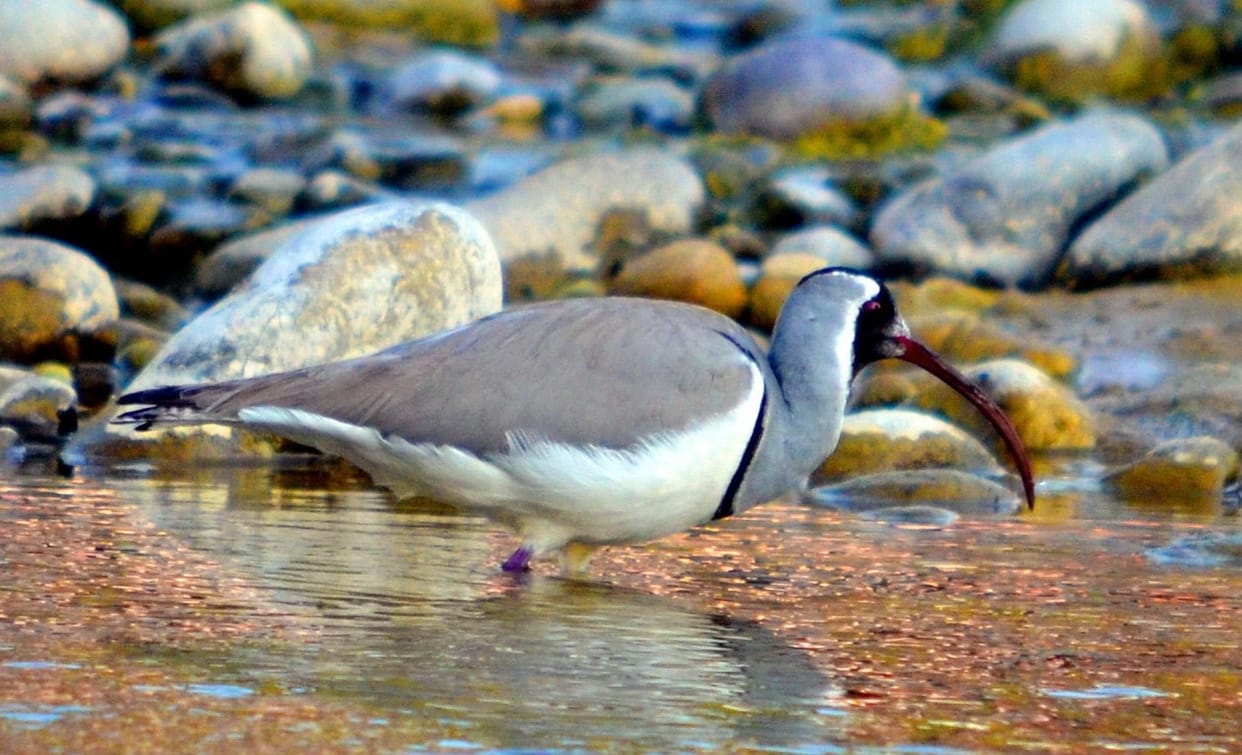 Beautiful birds seen during the census, 105 bird experts participated