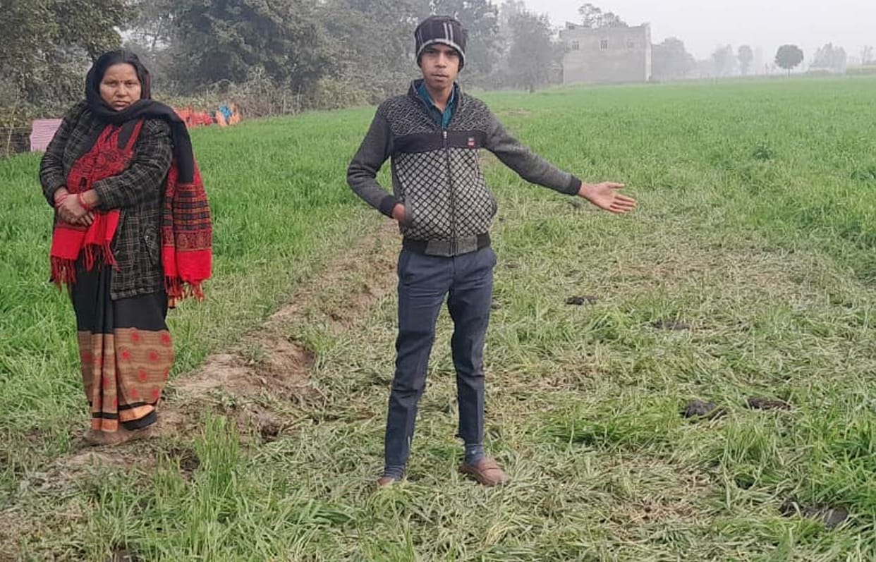 Stray animals grazed the wheat crop, woman farmer asked for compensation