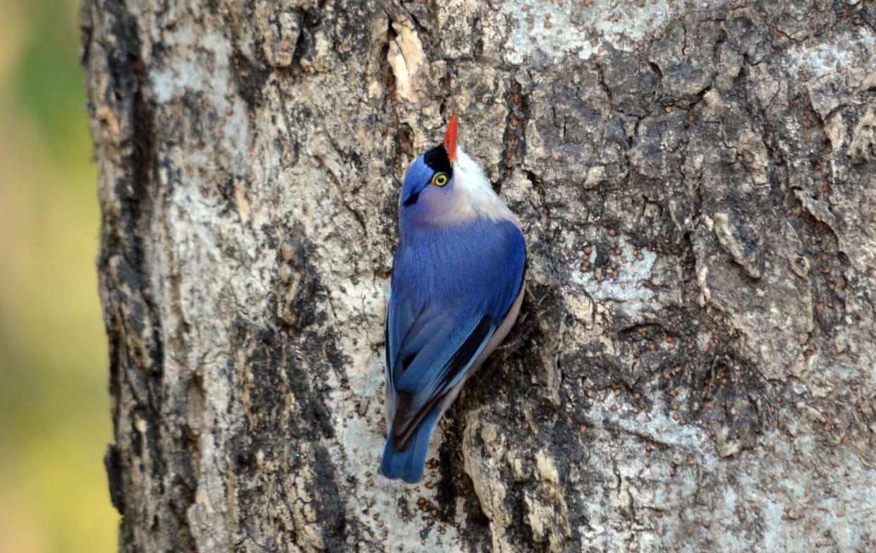 Three rare birds seen in Corbett