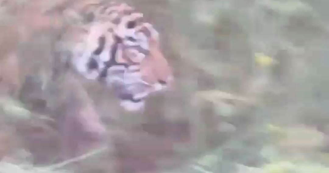 Tiger seen on camera twice, not captured in cage