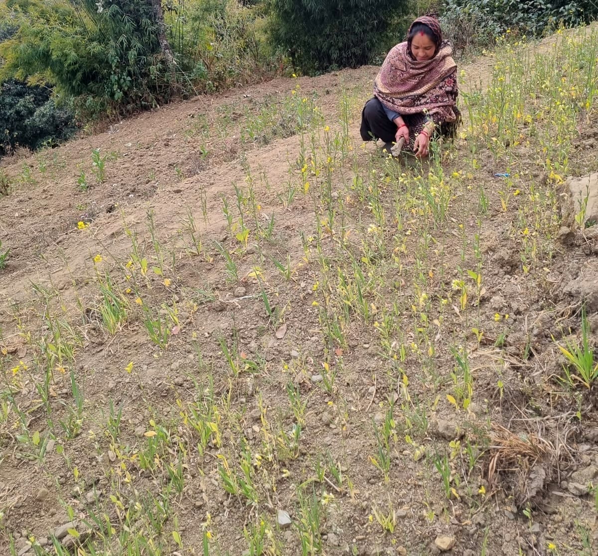 Rabi crop and horticulture ruined due to lack of rain in Pithoragarh